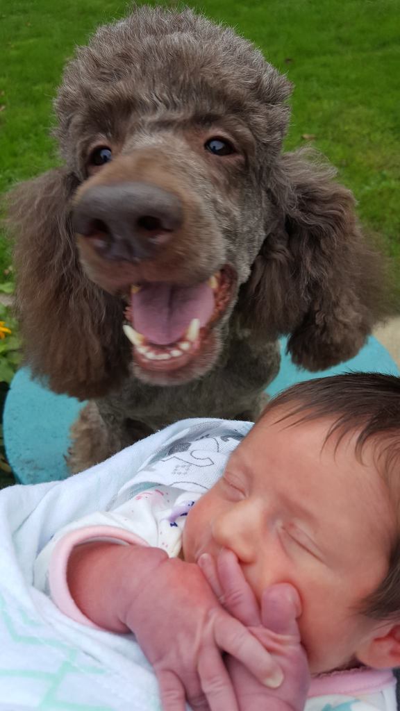 Brown Poodle Edna smiling at brand new baby Chloe