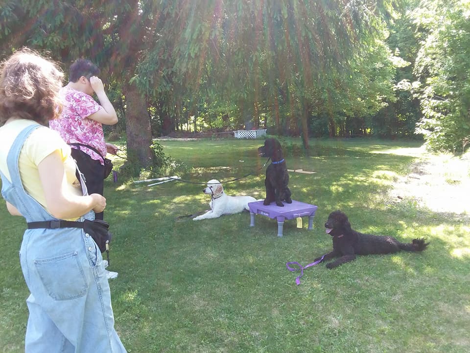 Three Poodles practice stays on grass with their handlers about 6' in front of them; two are lying down, one is sitting on a raised platform.