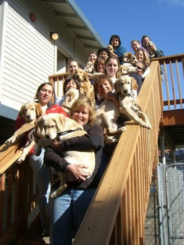 15 dog trainers holding Golden Retriever puppies crowding onto an outdoor staircase