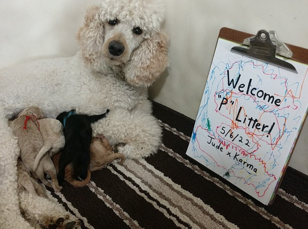 Why the Litter ‘Letter’?