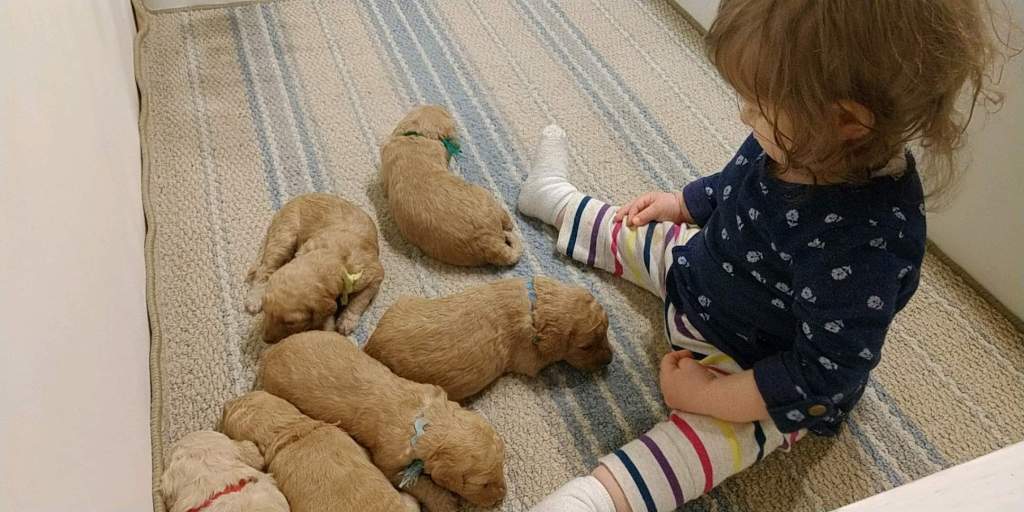 1 year old girl sits in whelping box watching a litter of young puppies rest