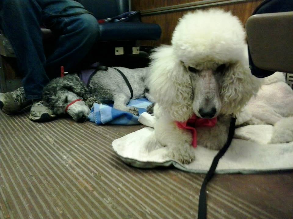 Two tired Poodles rest on blankets on the floor of a train; a silver Poodle sleeps soundly and a cream Poodle is barely keeping his eyes open.