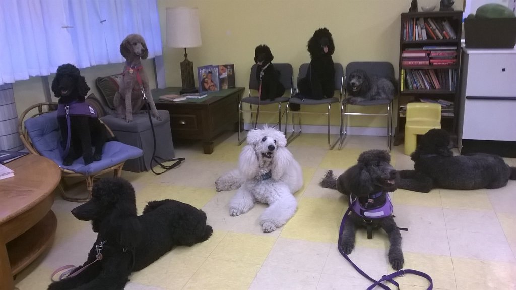 ESA, Psych SD or&nbsp;Pet??