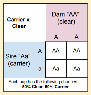 Health Testing: Phenotype vs&nbsp;Genotype