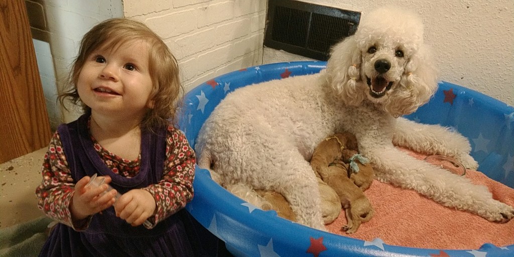 The APAW Waiting&nbsp;List