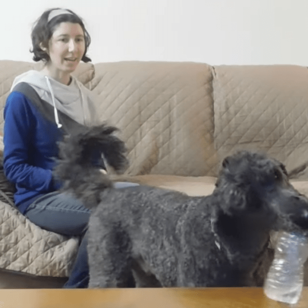 A Typical Day as a Service Dog&nbsp;Trainer