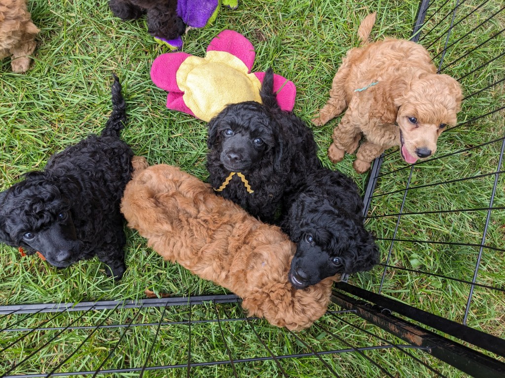 Characteristics for Different Service&nbsp;Roles